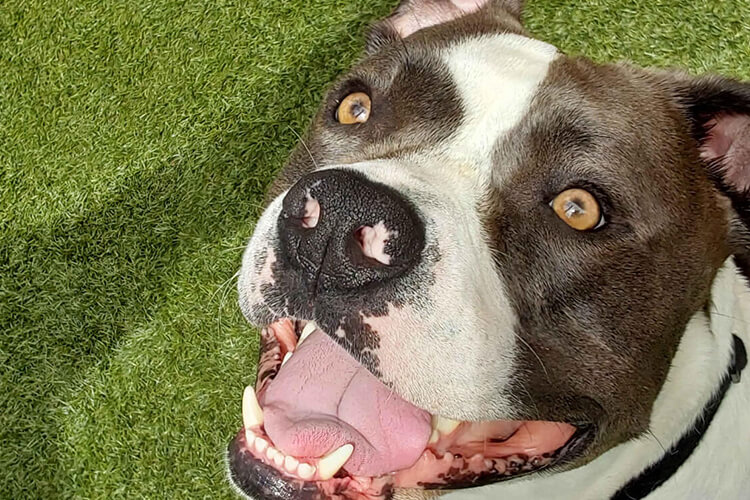 Aggressive Dog Training in Sydney