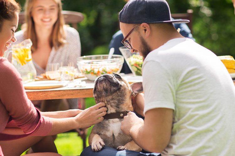 Sydney In-Home Dog Training